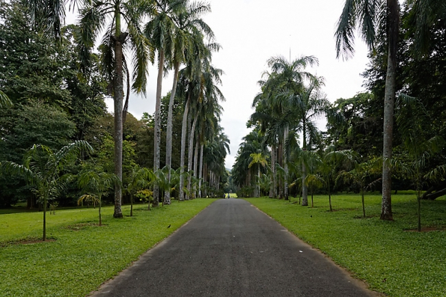 Kandy-Botanical garden-049